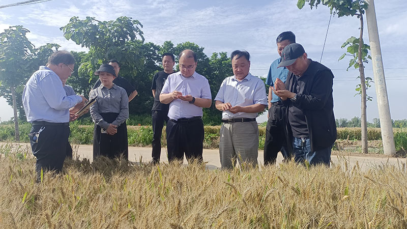 李泽宙调研新麦45种子繁育基地小麦生产情况